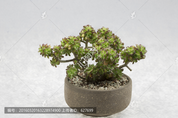 多肉植物,老樁盆景