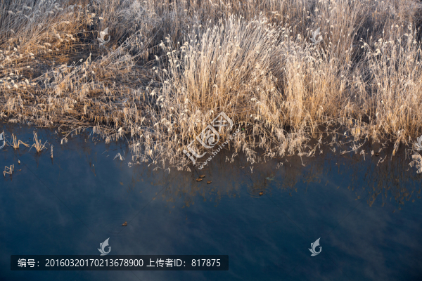 蘆葦