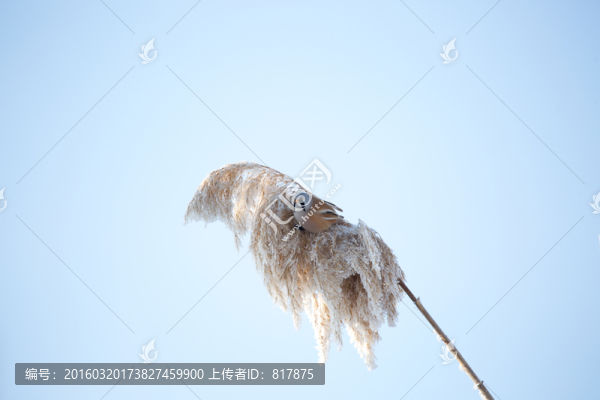 紋須雀