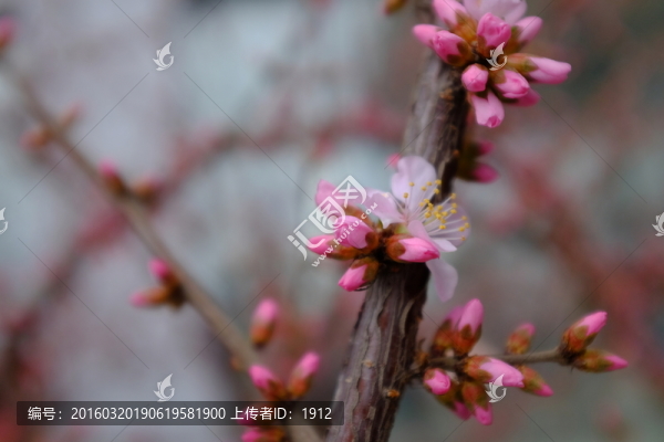 榆葉梅