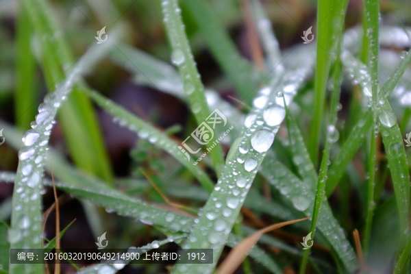 露珠