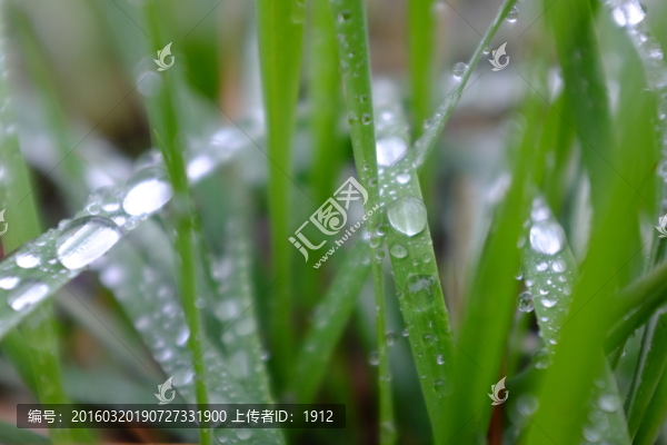 露珠