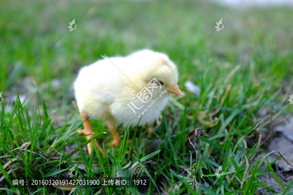 小雞