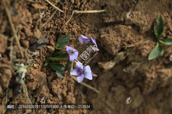 小花