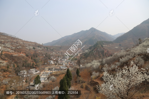 櫻花爛漫