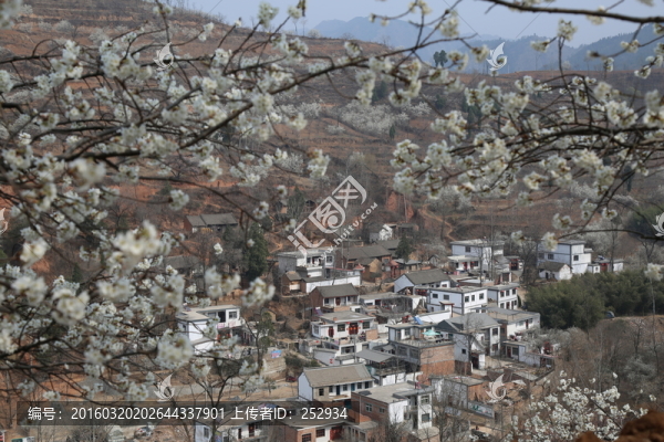 櫻花爛漫小山村