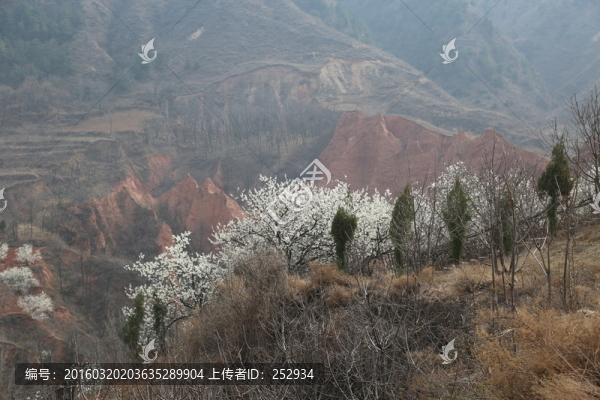 櫻花爛漫