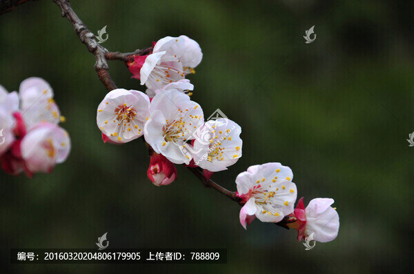 一支獨秀