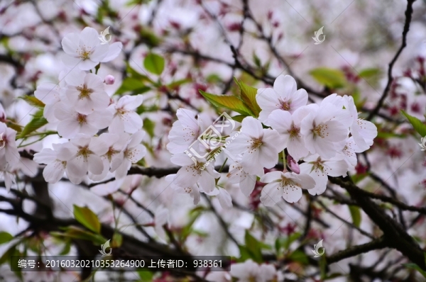 櫻花展