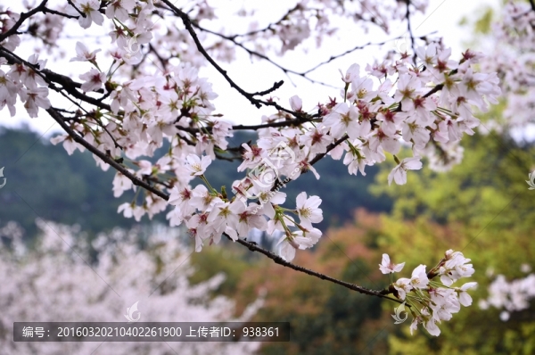 櫻花展