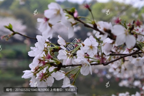 櫻花展