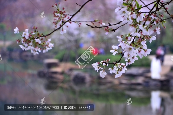 櫻花展
