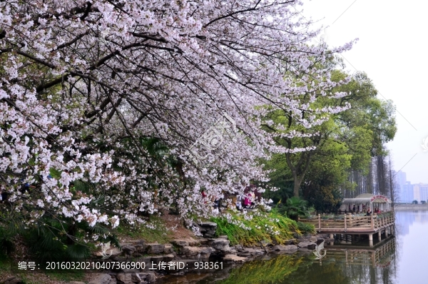 櫻花展