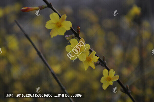 迎春花