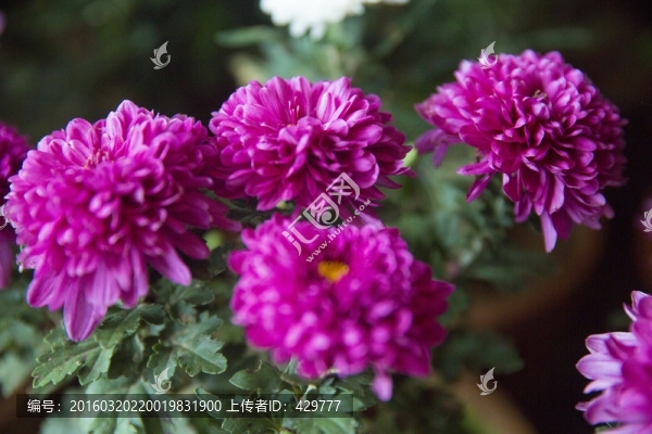 菊花