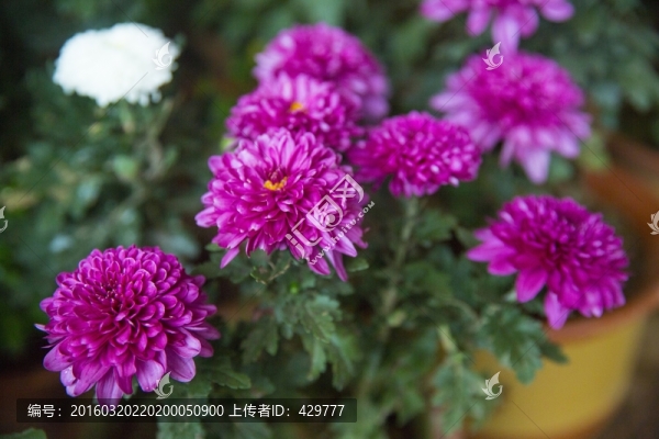 菊花