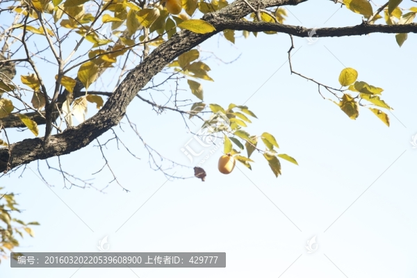 柿子樹,柿子,,秋景