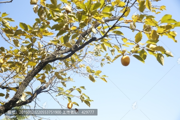 柿子樹,秋天