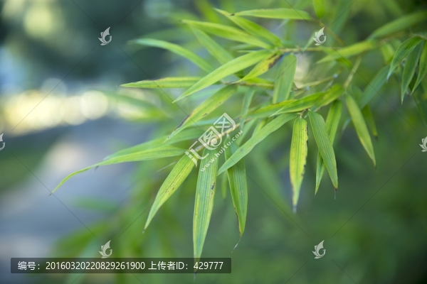 竹葉,竹子,竹林