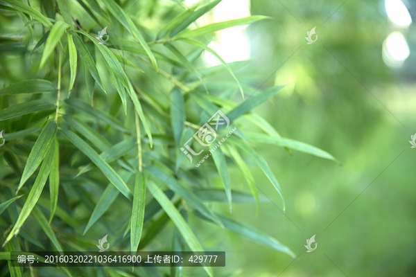 翠竹,竹葉