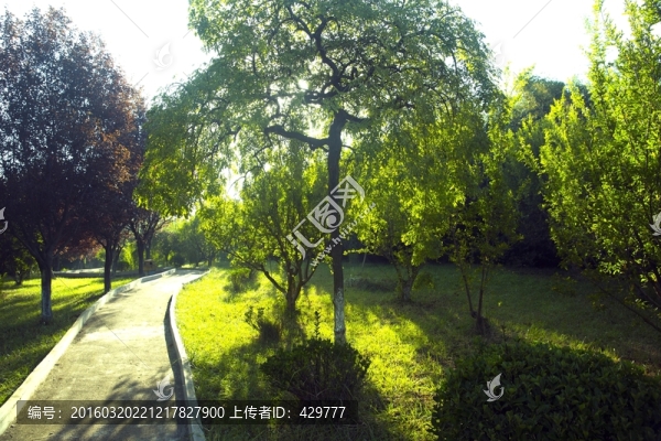 公園晨景,晨光