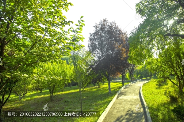 公園風(fēng)景,,晨光