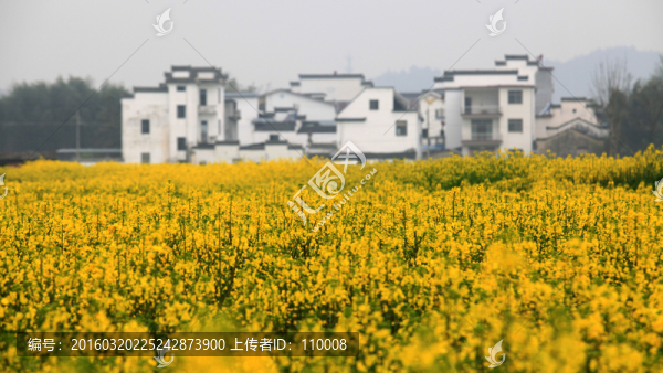 皖南油菜花