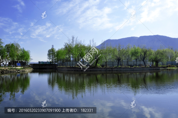 水岸綠柳