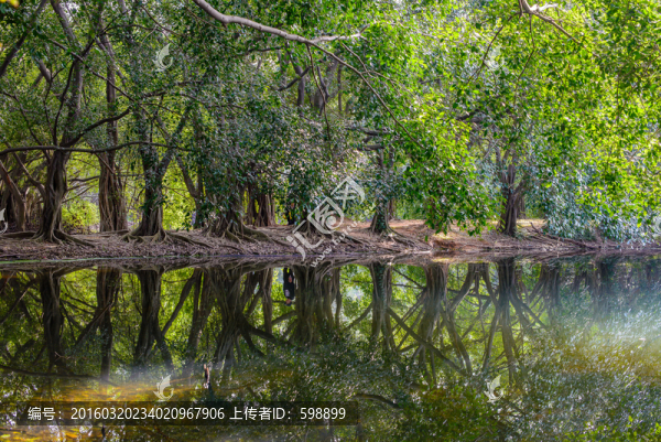 陽光樹林倒影