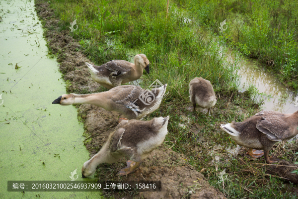 家鵝
