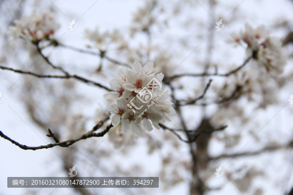 櫻花