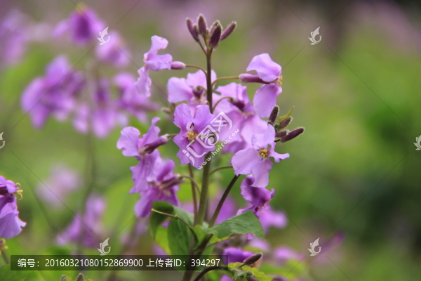 二月蘭,紫色花