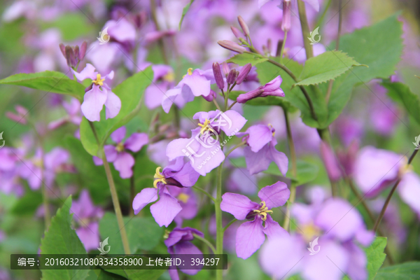 紫色花