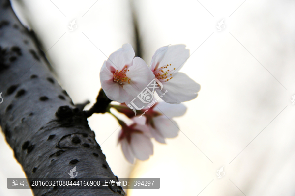 櫻花