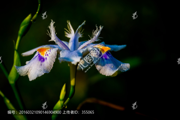 鳶尾花