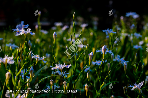 鳶尾花