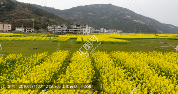 油菜花