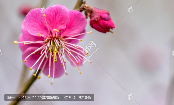 梅花