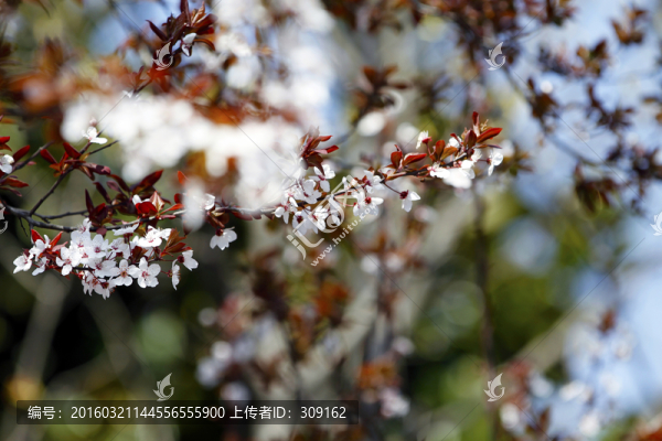 櫻花