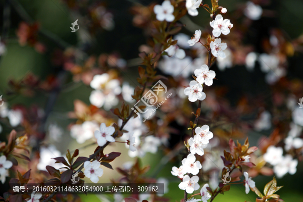 櫻花