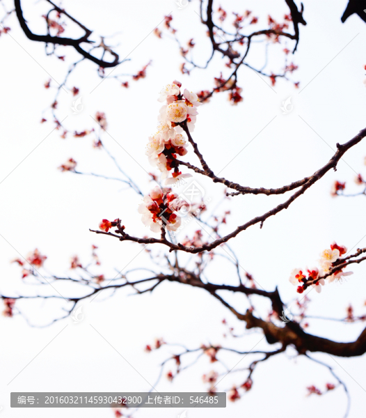 杏花,春天