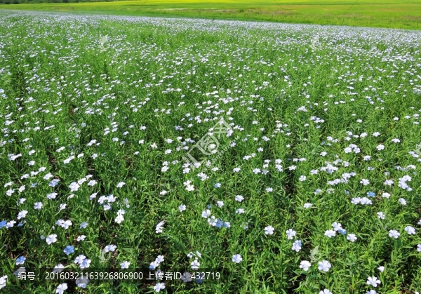 開藍(lán)色花的植物