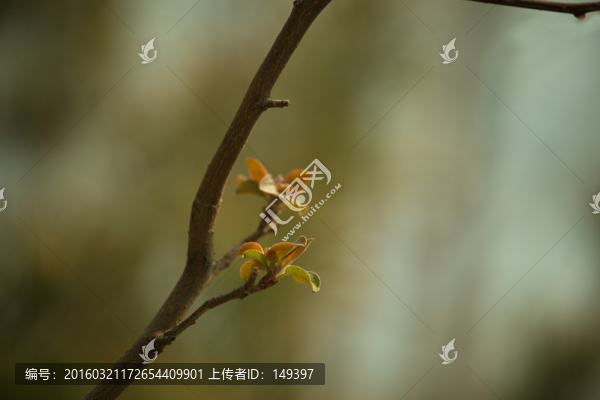 樹發(fā)芽
