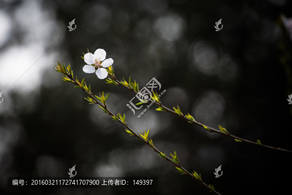 枝頭一朵花