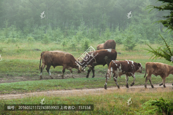 放牛