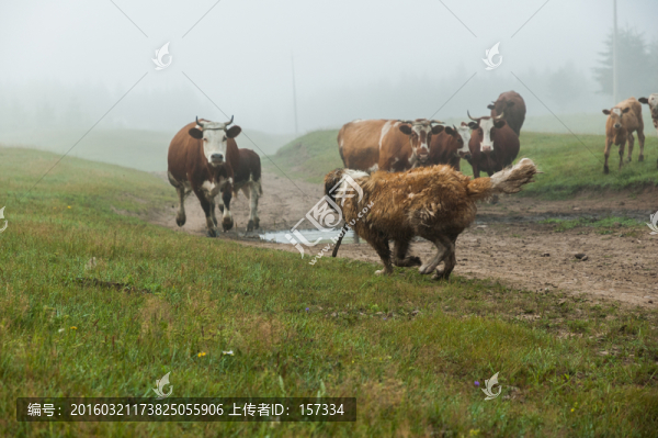 牛狗大戰(zhàn)