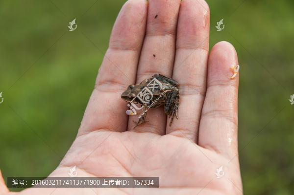 手心中的青蛙
