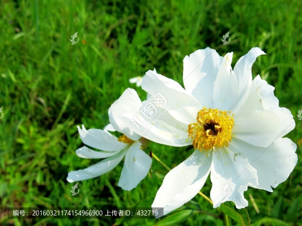 野生芍藥花