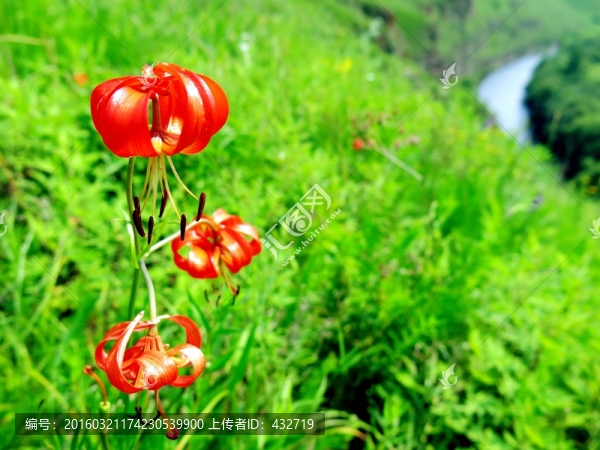 野生山丹花