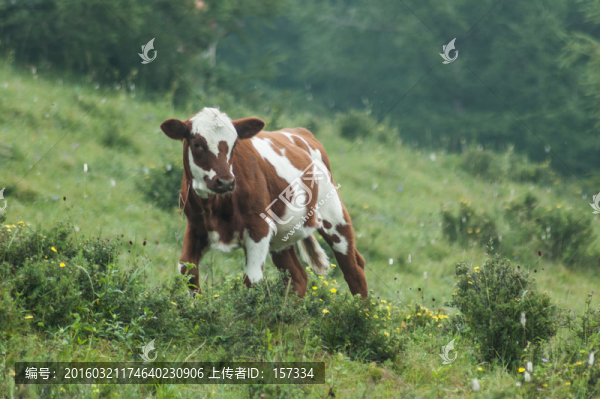 小牛